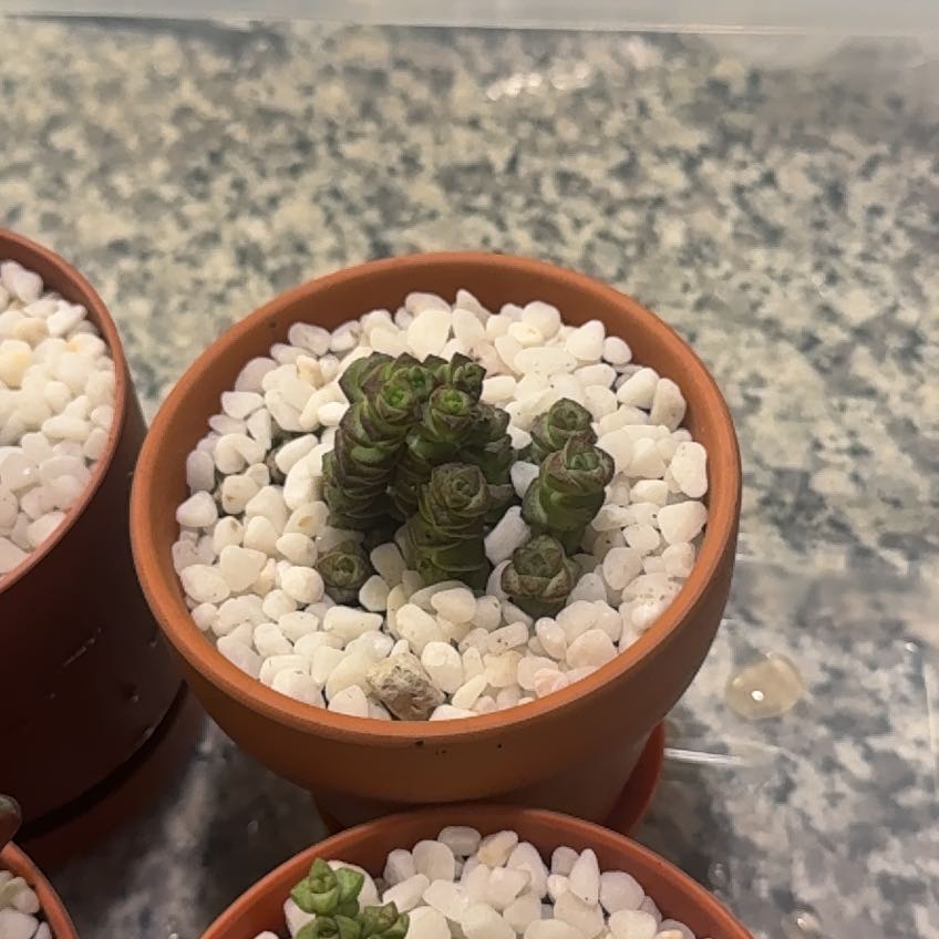 Photo of the plant species Crassula 'Baby Necklace' by @OfficialMum named Rosa on Greg, the plant care app