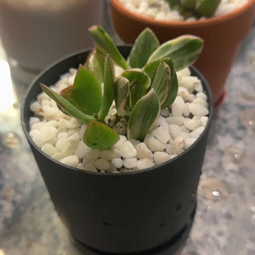 Photo of the plant species Verigated Jade by @OfficialMum named Tree Diddy on Greg, the plant care app