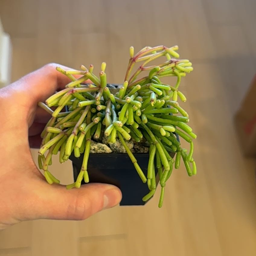 Photo of the plant species Rhipsalis clavata by @OfficialMum named Beyonce on Greg, the plant care app