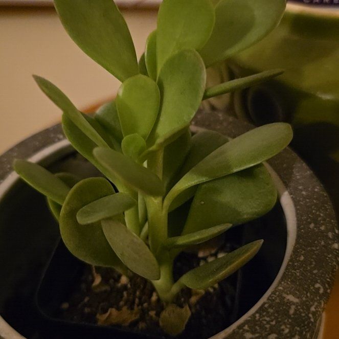 Photo of the plant species Variegated Trailing Jade by @FamedSerpentina named Madonna on Greg, the plant care app