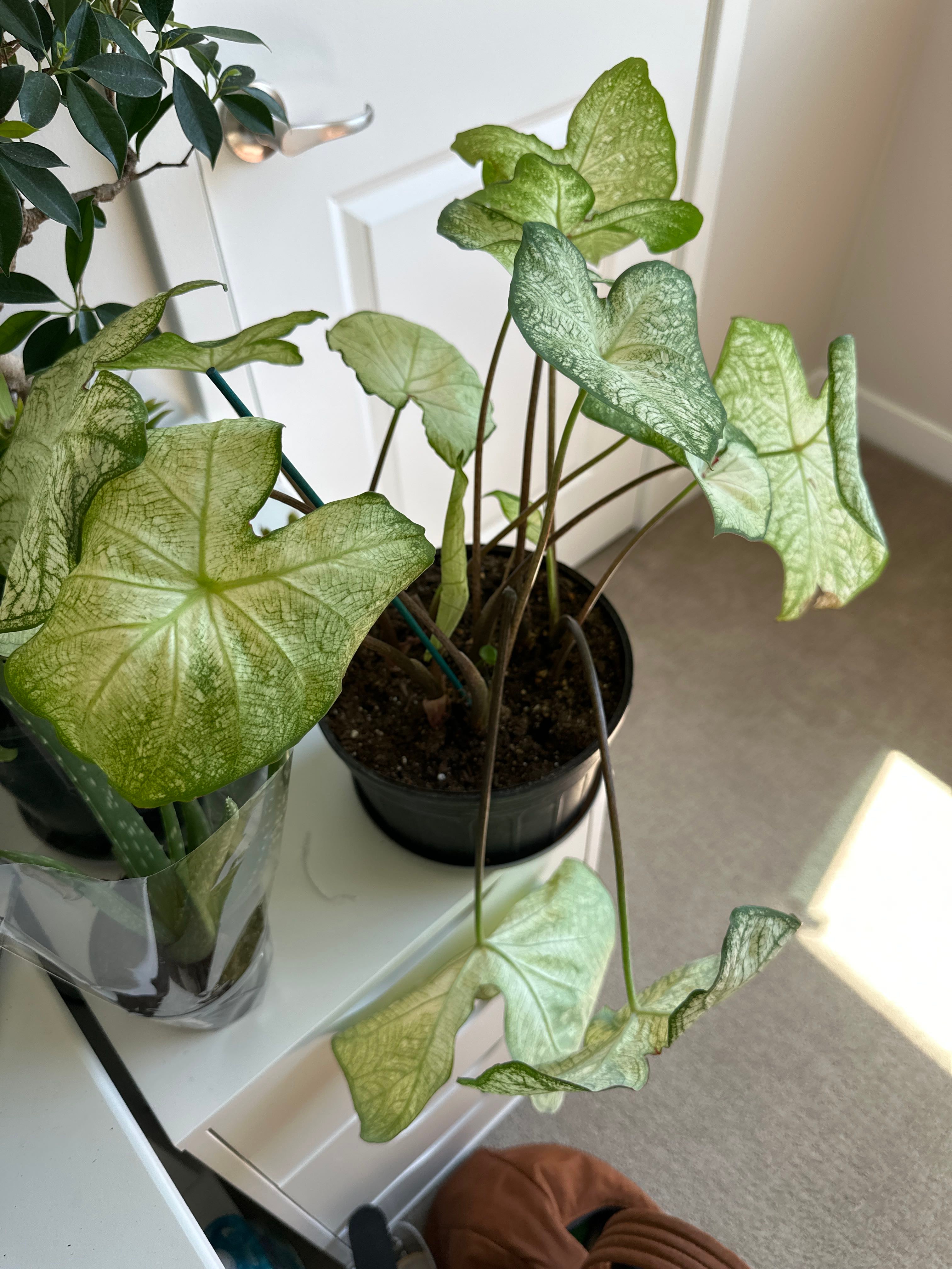 🪟 How to Fix Brown Spots on Your Caladium 'Cathedral Windows'
