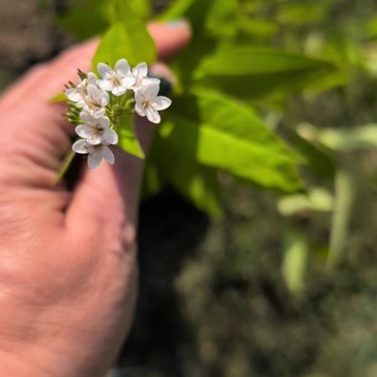 Photo of the plant species Gooseneck Loosestrife by @howardvwcom named Queen on Greg, the plant care app