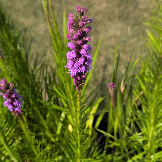 Photo of the plant species Liatris Spicata by @howardvwcom named Gaga on Greg, the plant care app