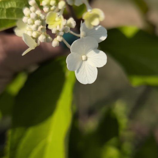 Photo of the plant species Ashy Hydrangea by @howardvwcom named Leonardo on Greg, the plant care app