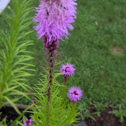 Photo of the plant species Dense Blazing Star by @howardvwcom named Emerson on Greg, the plant care app