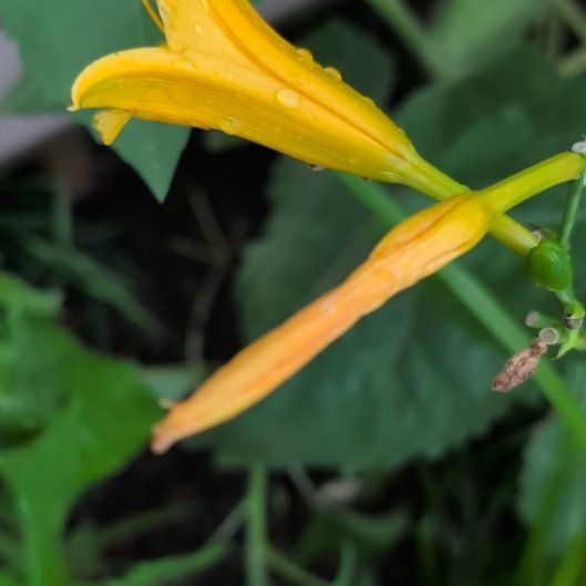 Photo of the plant species Yellow Daylily by @howardvwcom named Xena on Greg, the plant care app