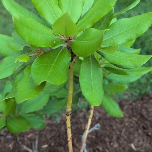 Photo of the plant species Pontian Rhododendron by @howardvwcom named Tupot amaroot on Greg, the plant care app