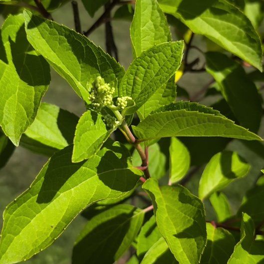 Photo of the plant species Ashy Hydrangea by @howardvwcom named Captain Plant-it on Greg, the plant care app