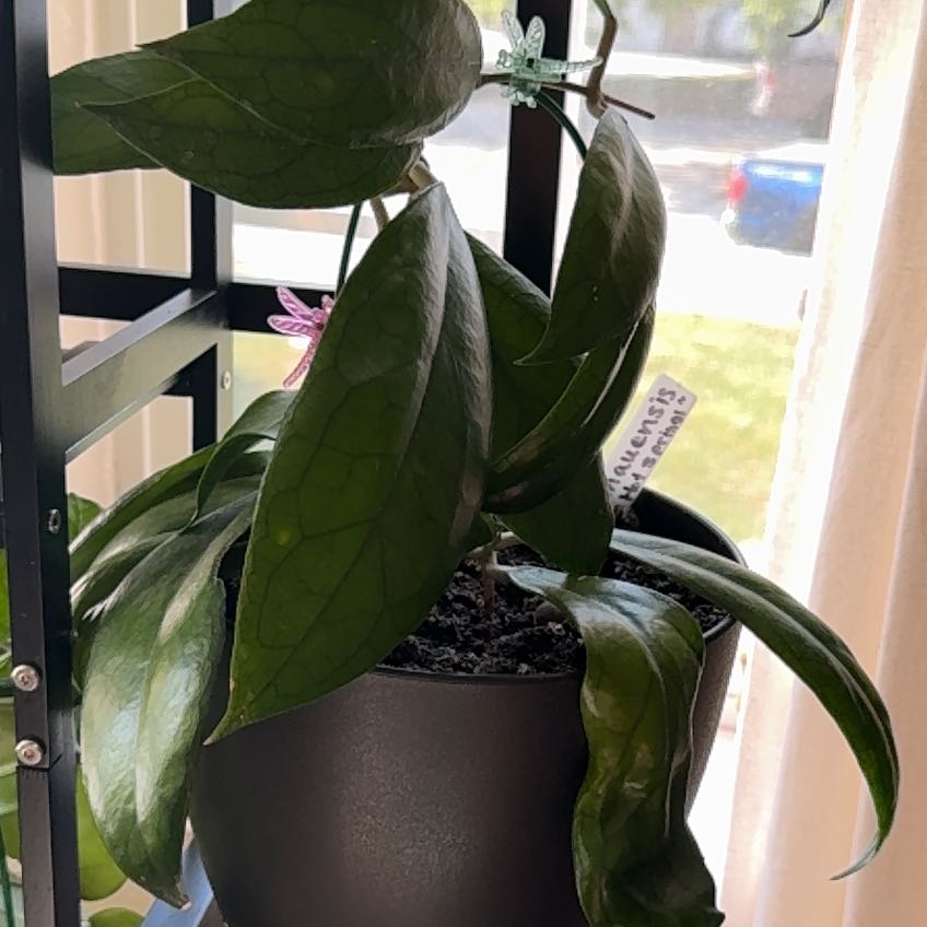 Photo of the plant species Hoya ranauensis by @Zmcmahon named Eva on Greg, the plant care app