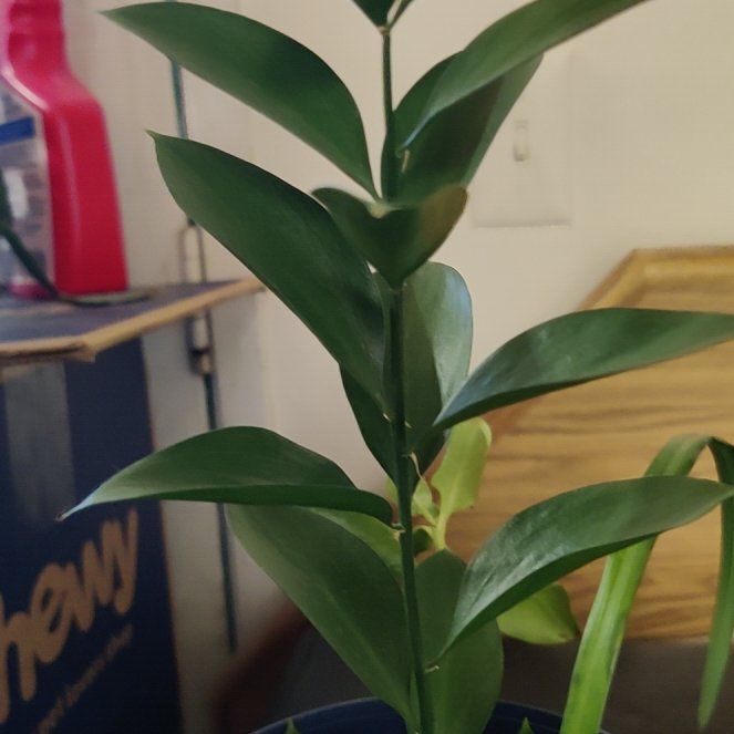 Photo of the plant species Spineless Butcher's Broom by @JovialRaspberry named Marley on Greg, the plant care app