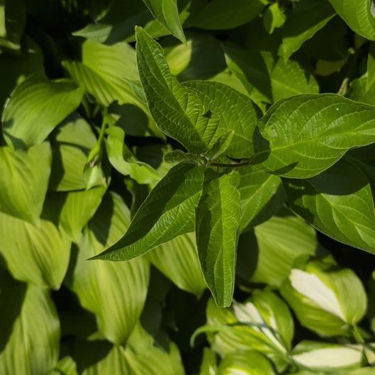 Photo of the plant species Red Osier by @EnhancedLoquat named Daphne on Greg, the plant care app