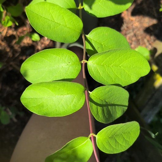 Photo of the plant species Morrow's Honeysuckle by @EnhancedLoquat named Gates on Greg, the plant care app