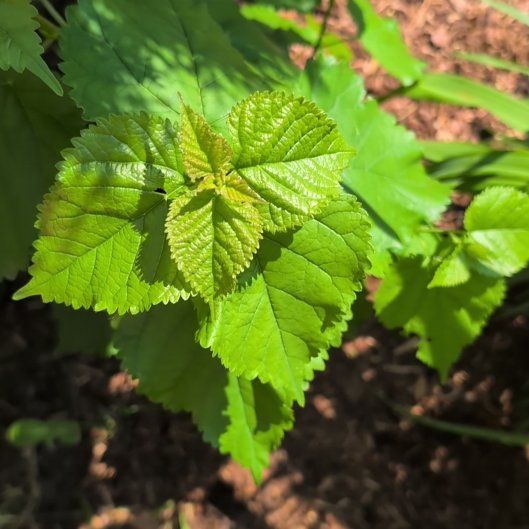 Photo of the plant species Crabweed by @EnhancedLoquat named Doja Cat on Greg, the plant care app