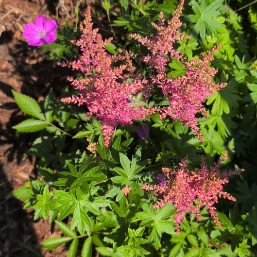 Photo of the plant species Queen of the Prairie by @EnhancedLoquat named McKinley on Greg, the plant care app