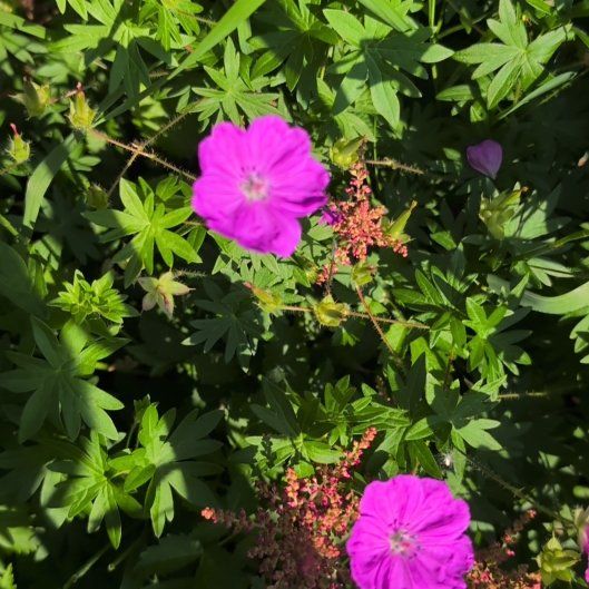 Photo of the plant species Bloody Geranium by @EnhancedLoquat named Scarlett on Greg, the plant care app