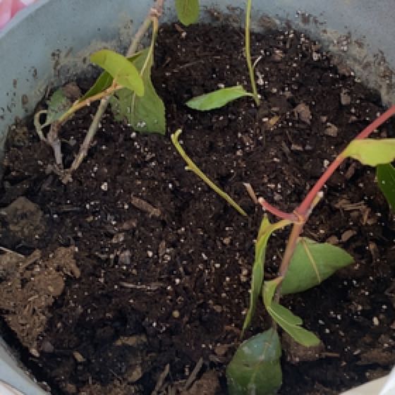 Photo of the plant species Khat by @ExpertAlocasia named Shakira on Greg, the plant care app