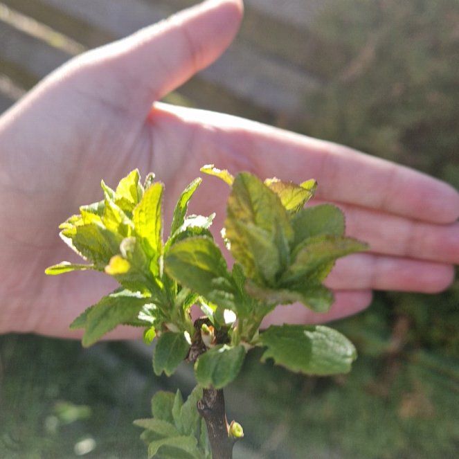 Photo of the plant species Cherry Plum by @WinHoyaobovata named Mando on Greg, the plant care app
