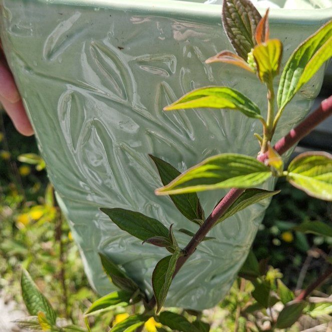 Photo of the plant species Red-Barked Dogwood by @WinHoyaobovata named Elle on Greg, the plant care app