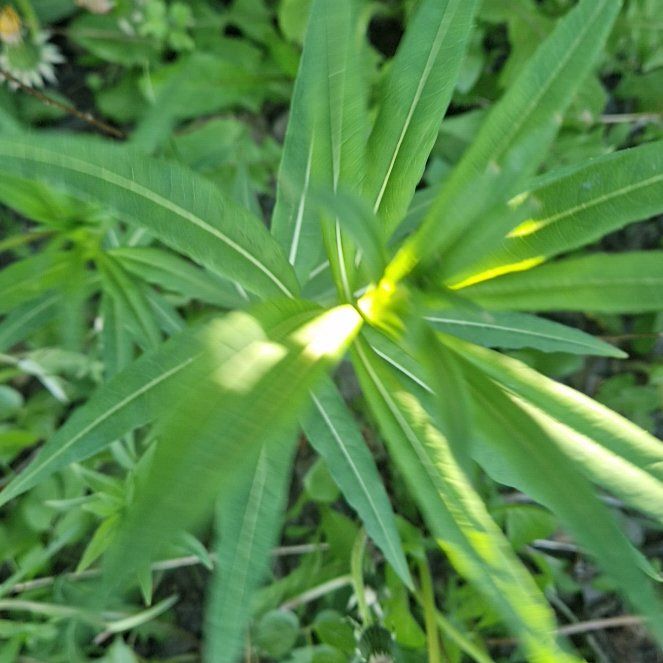 Photo of the plant species Texas-Star by @WinHoyaobovata named Kardashian on Greg, the plant care app