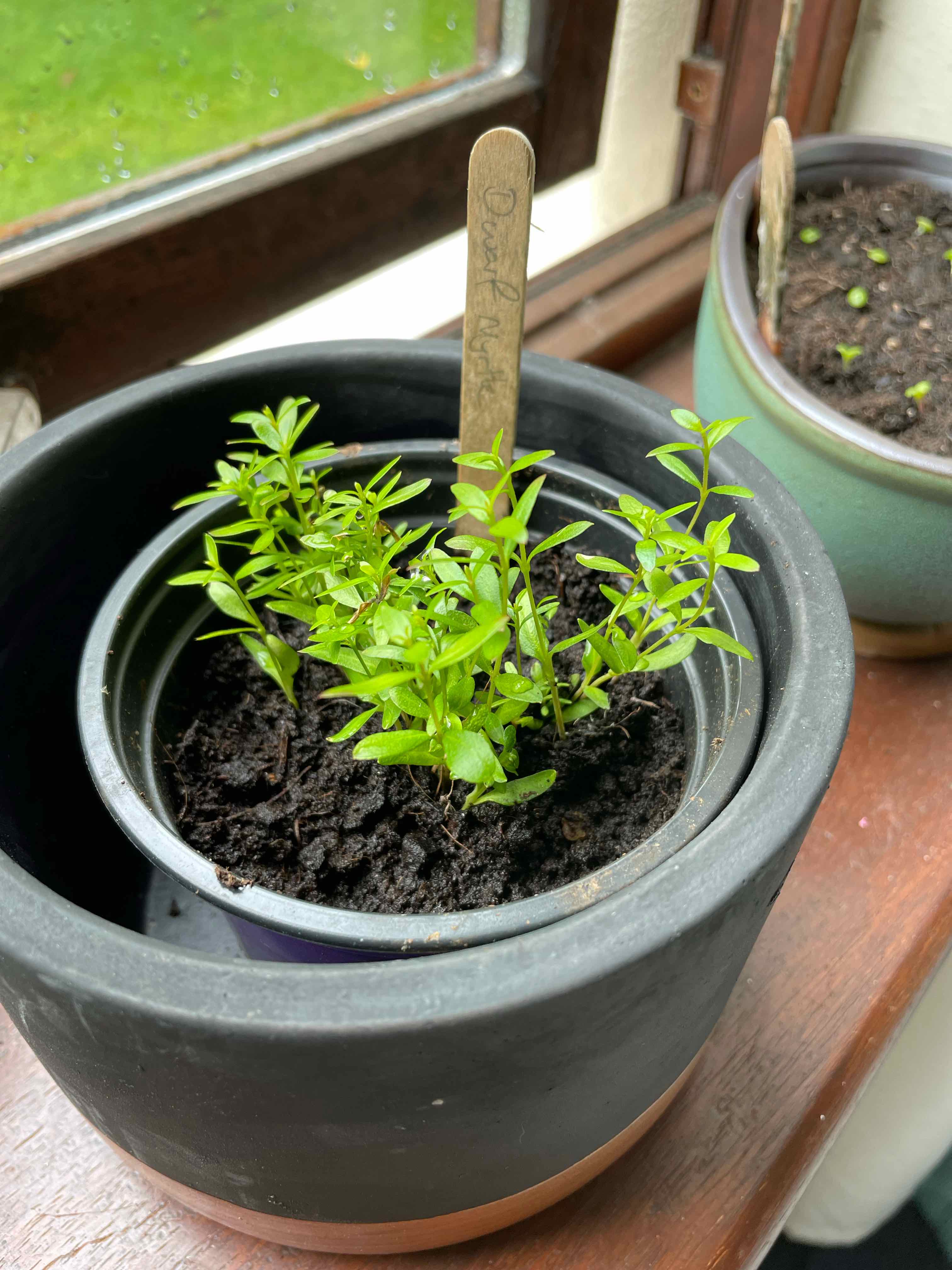 Young Common Myrtle plant in a pot with healthy green leaves and visible soil.