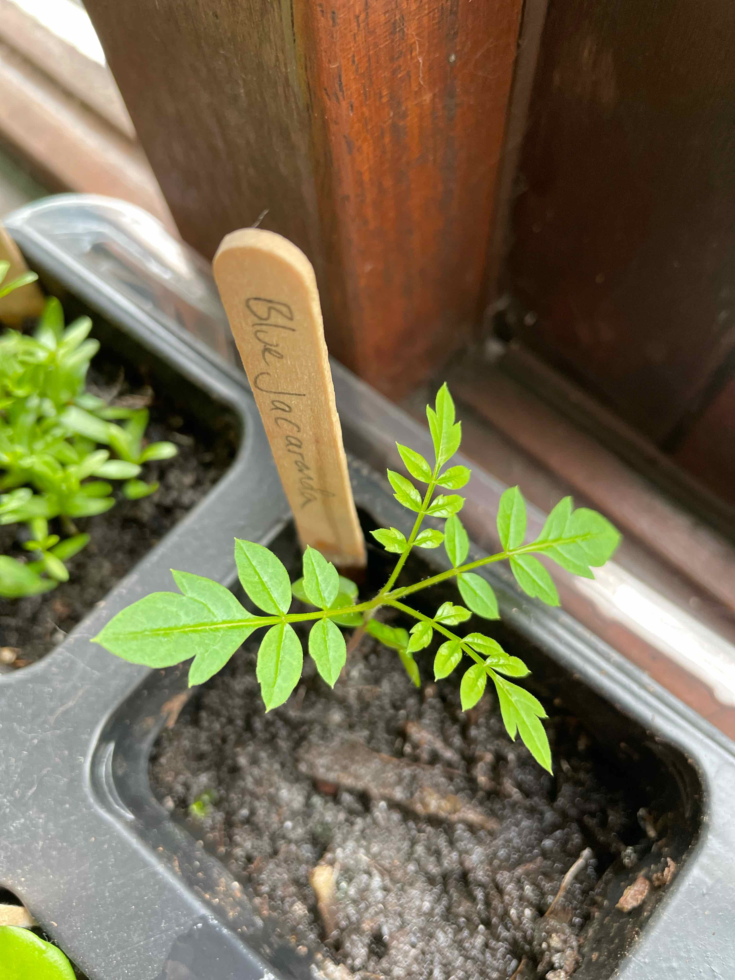 How and When Should I Cut Back My Jacaranda?