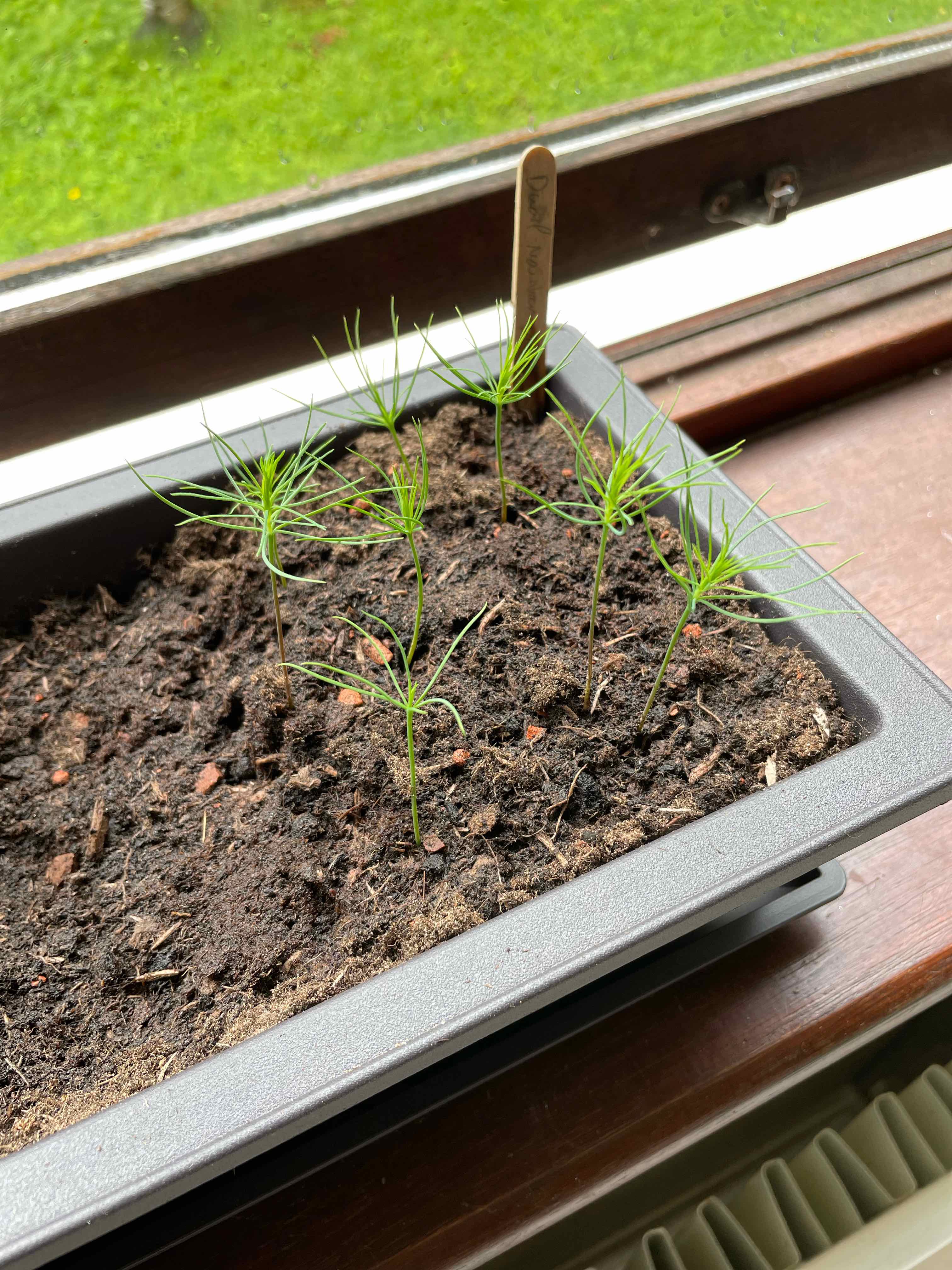 Plant care for Equisetum praealtum on Greg, the plant care app