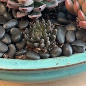 Photo of the plant species Echeveria Mexicana by @Radiophonic named Sprite on Greg, the plant care app