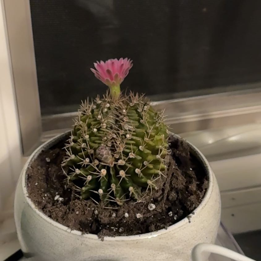 Photo of the plant species Gymnocalycium stenopleurum by @Radiophonic named The Unknown Cactus on Greg, the plant care app