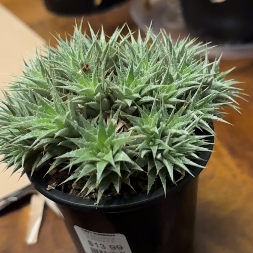 Photo of the plant species Deuterocohnia brevifolia by @Radiophonic named Strawberry Ted on Greg, the plant care app