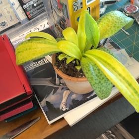 Photo of the plant species Resnova humifusa by @Radiophonic named Quain on Greg, the plant care app