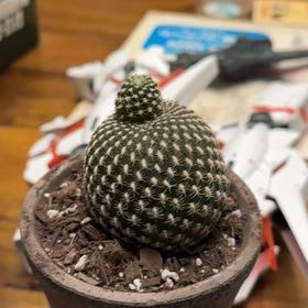 Photo of the plant species Rebutia krainziana by @Radiophonic named Heironymous Merkin on Greg, the plant care app