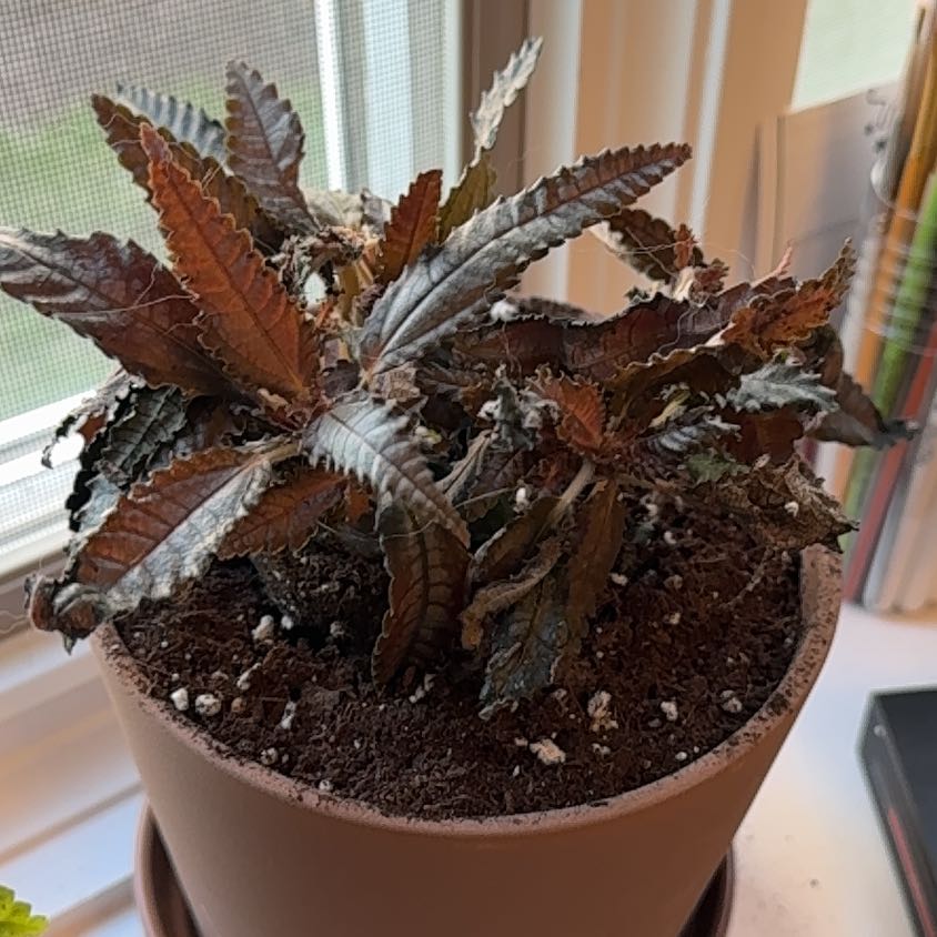 Photo of the plant species Dark Mystery Pilea by @Radiophonic named Harriet on Greg, the plant care app