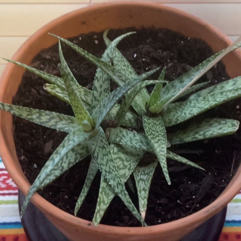 Photo of the plant species Aloe 'White Fox' by @SoulmateBogbean named Orwell on Greg, the plant care app