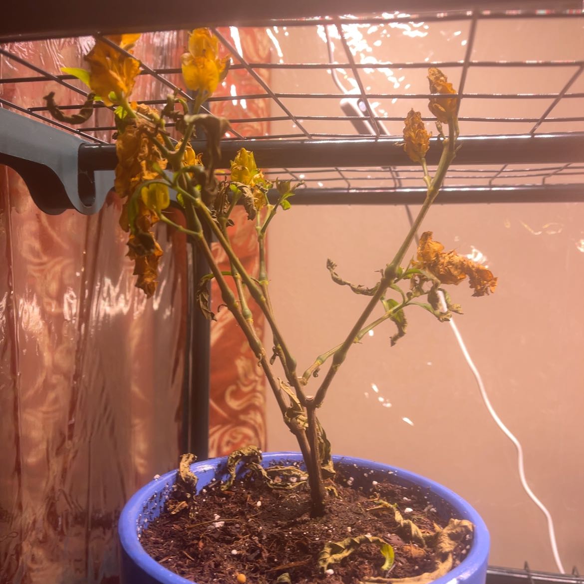 Plant care for Aurea on Greg, the plant care app