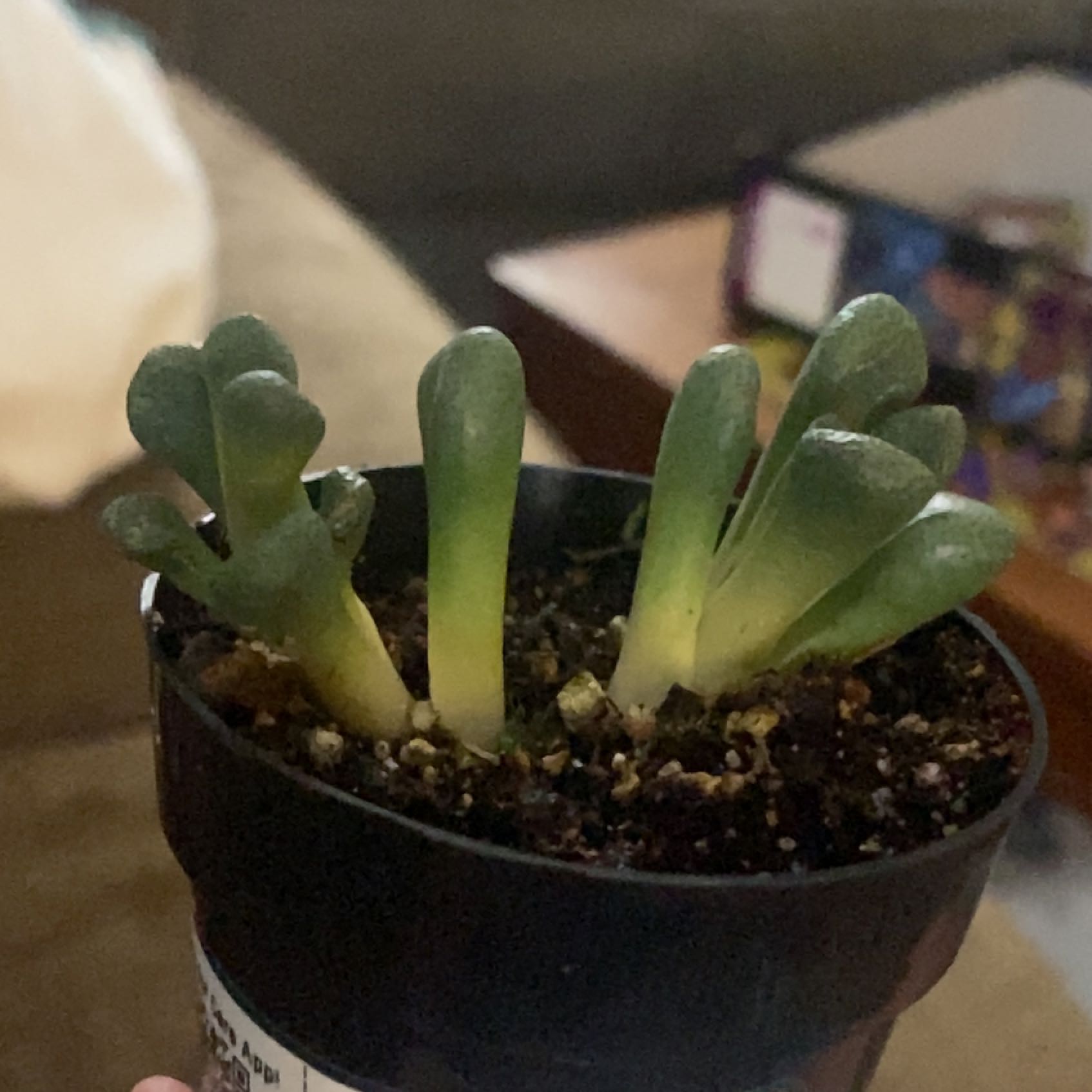 Photo of the plant species Living Stone by @AngelNapaea named Mando on Greg, the plant care app