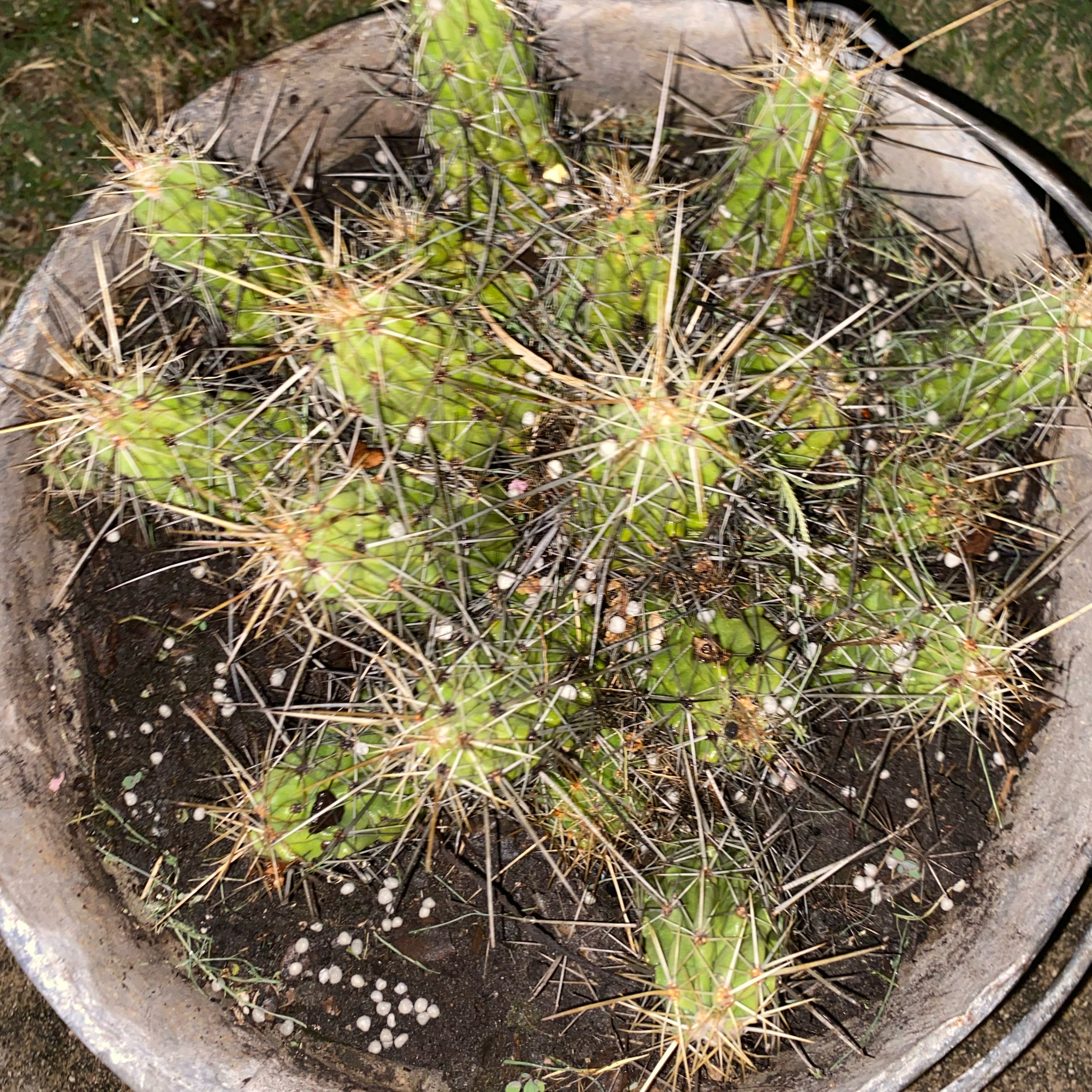 Photo of the plant species Echinocereus cinerascens by @CurrentBluebean named Spike Leaves on Greg, the plant care app