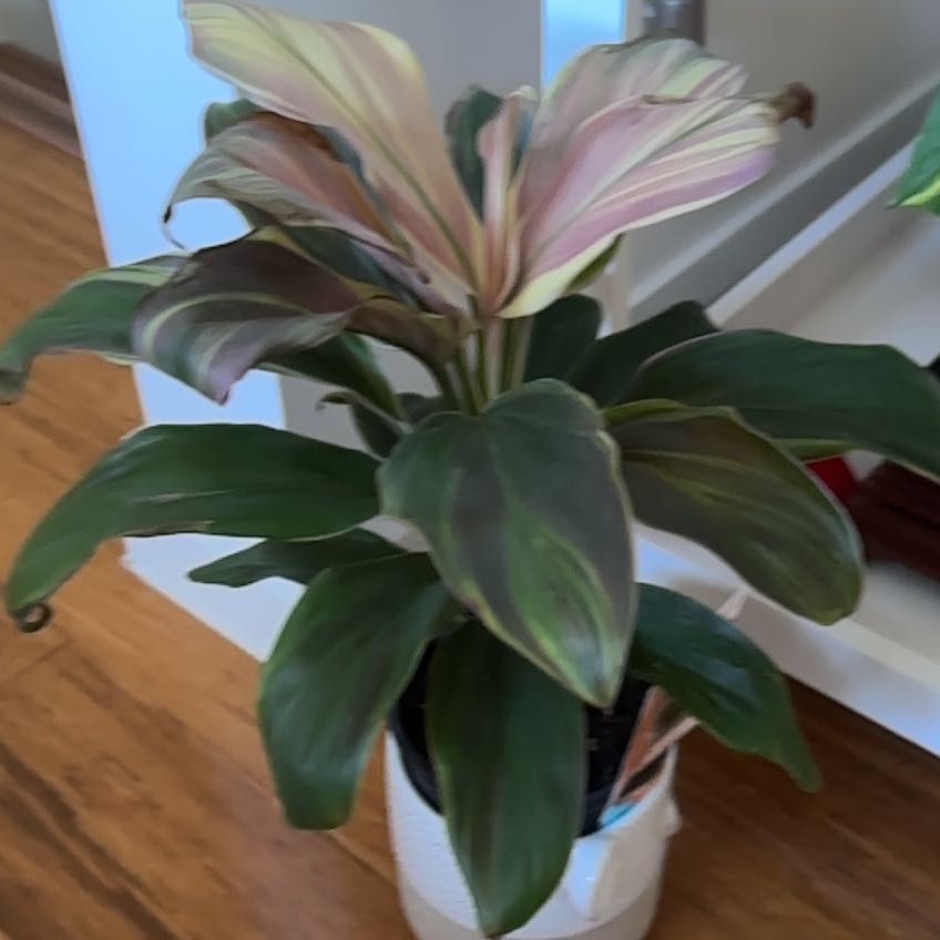 Photo of the plant species Ti plant by @KeyNootkalupine named Anne on Greg, the plant care app
