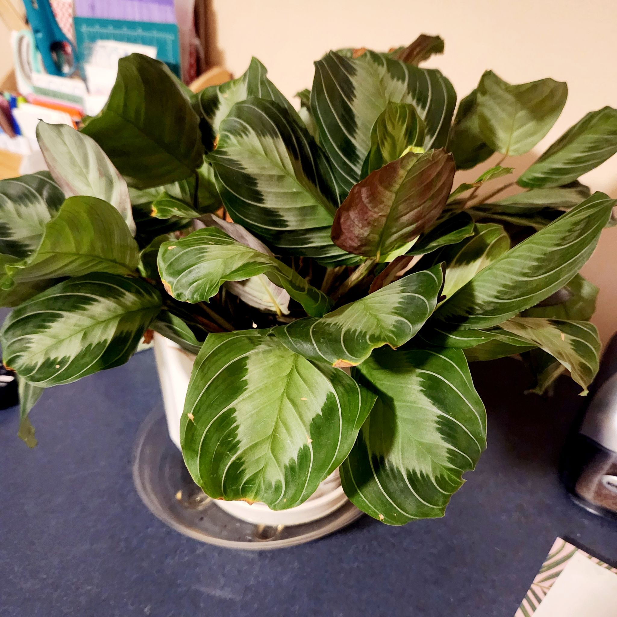 Photo of the plant species Prayer Plant by @BrogdenSunshine named Claire on Greg, the plant care app