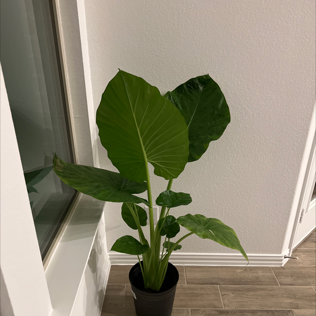 Photo of the plant species Elephant Ear Or Dark Star by @PiquantBonsi named Sumo on Greg, the plant care app
