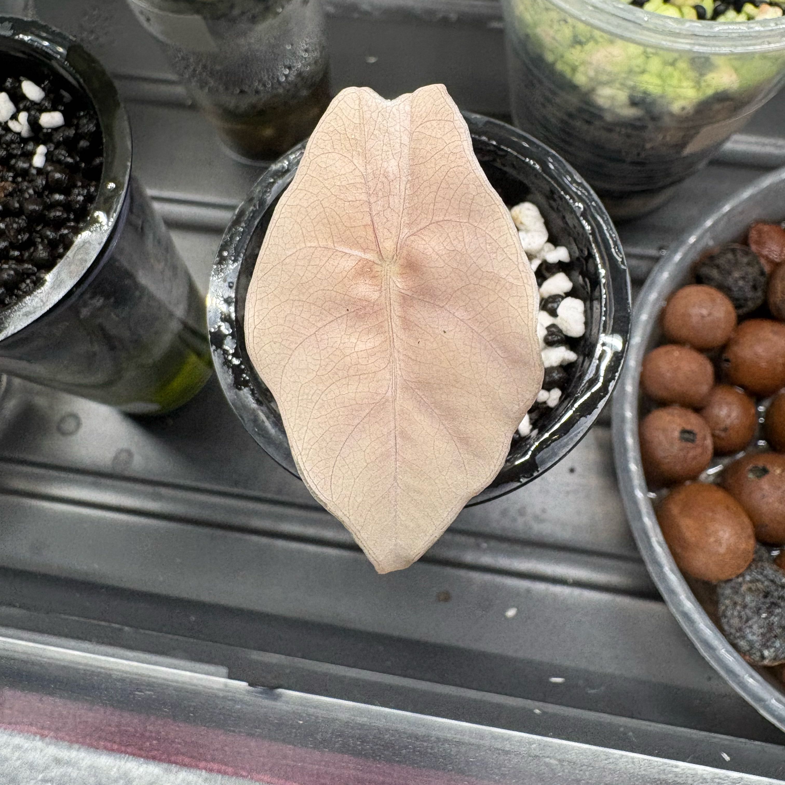 Photo of the plant species Alocasia 'Chantrieri' by @BiggestPrasium named Kendall on Greg, the plant care app
