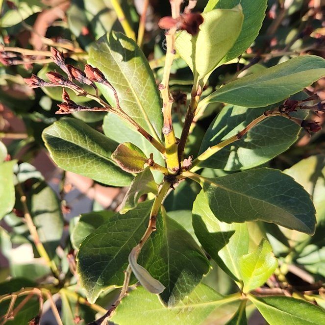 Photo of the plant species Sexton's Bride by @TastyMothorchid named Khaleesi on Greg, the plant care app