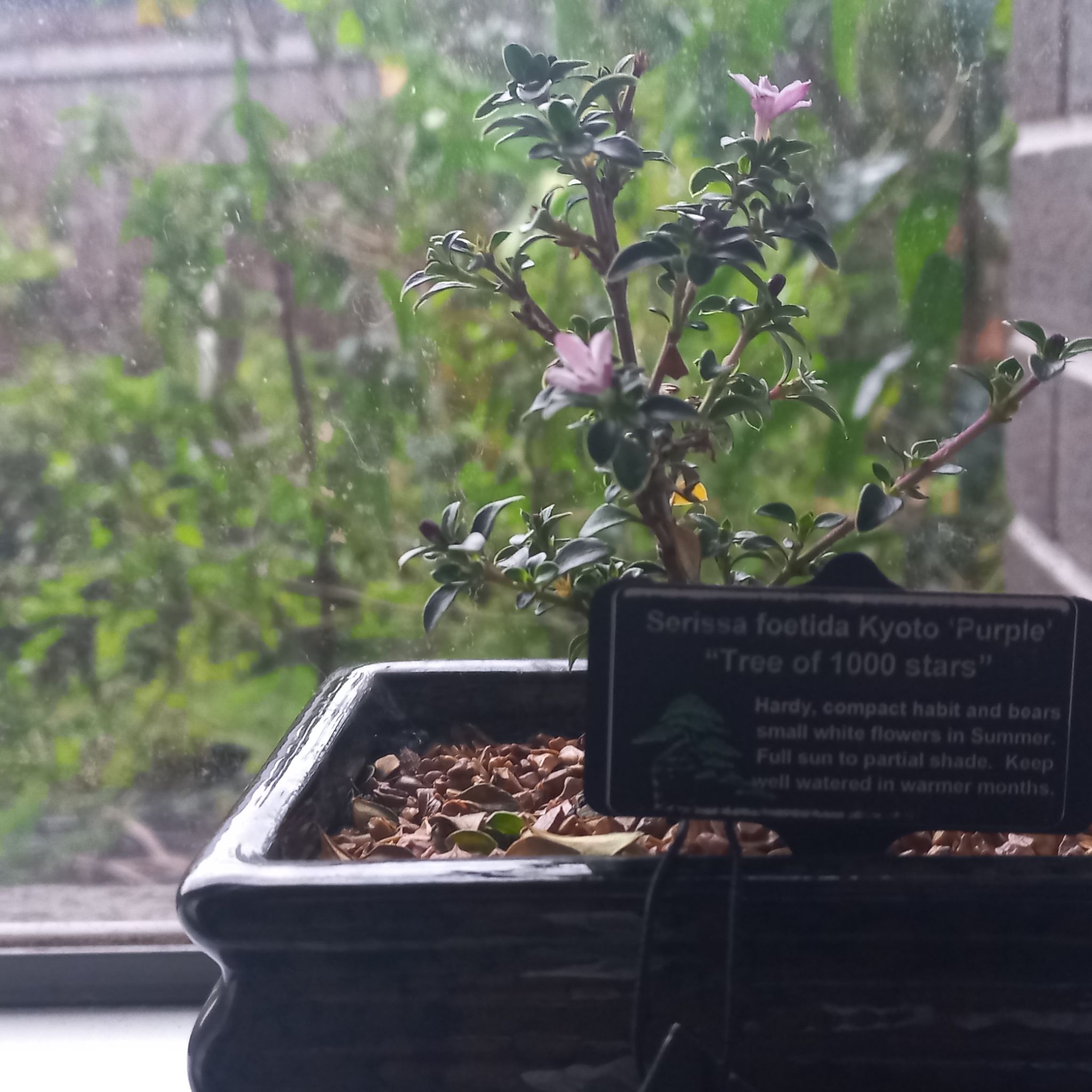 Photo of the plant species Kyoto Serissa by @SpeedyEllisia named Kyoto on Greg, the plant care app