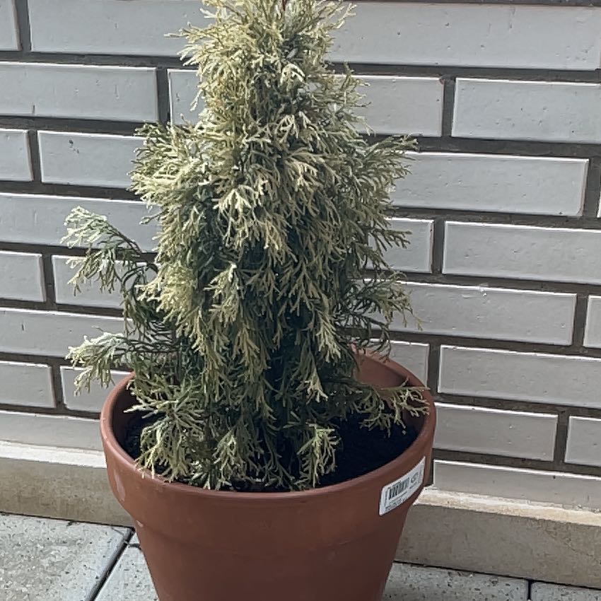 Photo of the plant species golden pine by @FunPrairierose named Gates on Greg, the plant care app