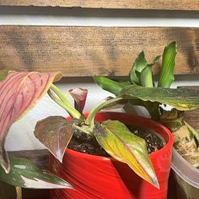 Photo of the plant species Aglaonema Red Gold by @YeahBarrenbrome named Plato on Greg, the plant care app
