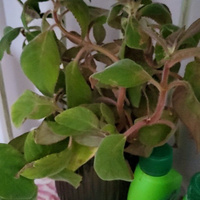 Photo of the plant species kohleria by @LitheAmbrosina named Колера on Greg, the plant care app
