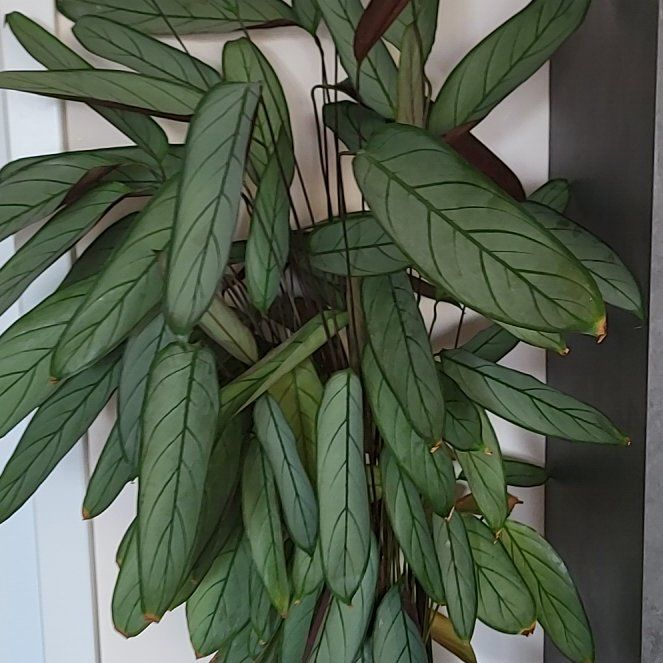 Photo of the plant species Calathea Silver (gray) Star by @LitheAmbrosina named Калатеа on Greg, the plant care app