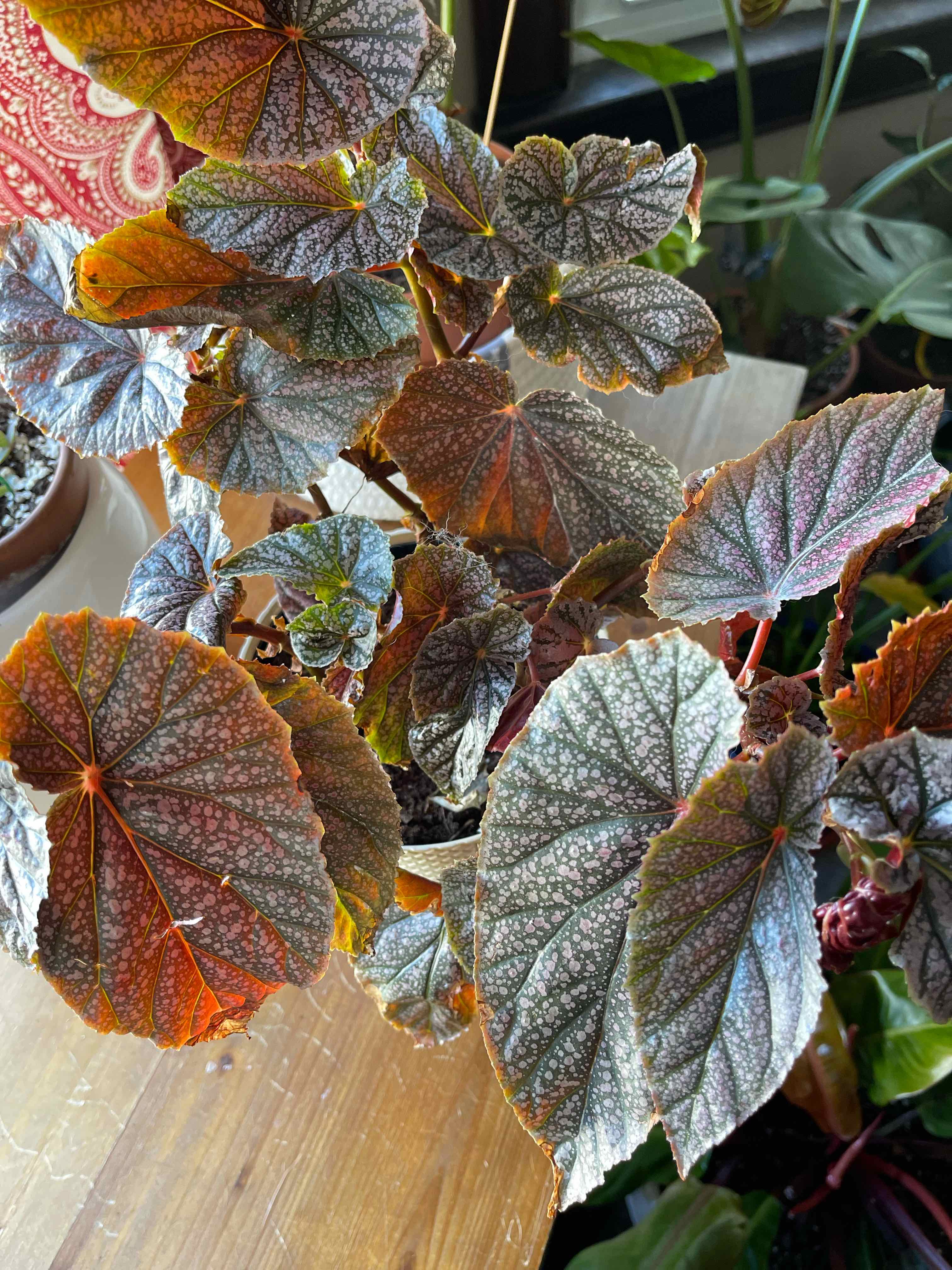 Begonia 'Benigo Pink' plant with large, textured leaves showing some discoloration.