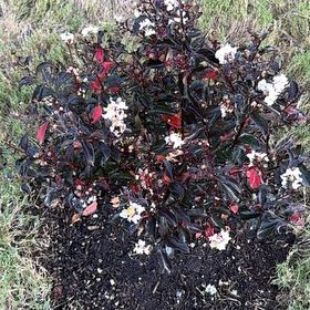 Photo of the plant species Black Diamond® Purely Purple™ Crepe Myrtle by @BigIcetoncroton named Prince on Greg, the plant care app