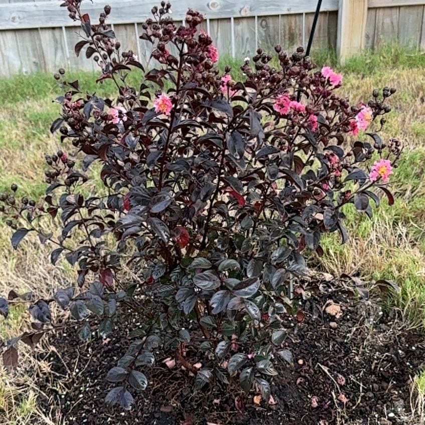 Photo of the plant species Black Diamond® Purely Purple™ Crepe Myrtle by @BigIcetoncroton named Treeyoncé on Greg, the plant care app