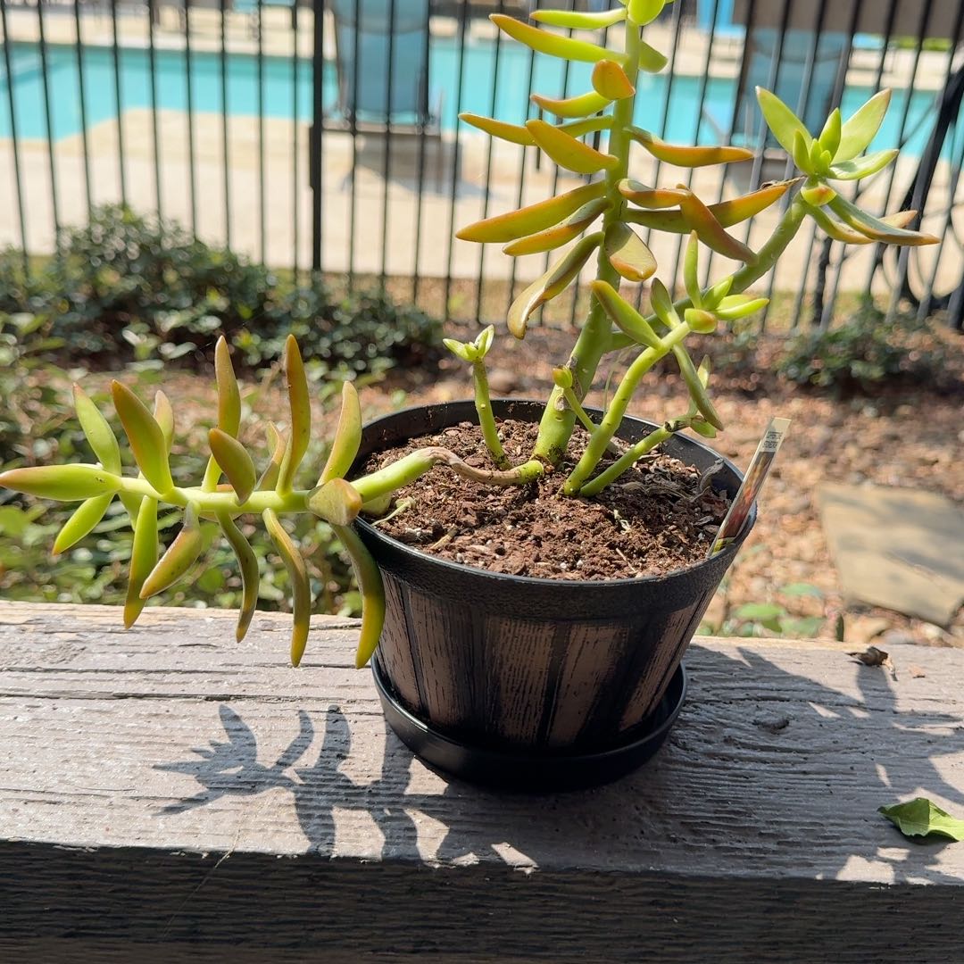 Photo of the plant species Succulent by @WiredPeachtree named Kobe on Greg, the plant care app